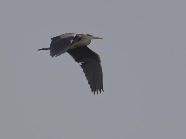 <h3><a href="/trips/ebro/biota/animalia/chordata/aves/015 pelecaniformes/002 ardeidae/ardea cinerea/ardea cinerea-nl.html">Ardea&nbsp;cinerea</a> / Grey&nbsp;heron / Blauwe&nbsp;reiger</h3>OM-1 Mark II met OLYMPUS M.300mm F4.0, 1/2000 sec  bij F4.0, ISO 200